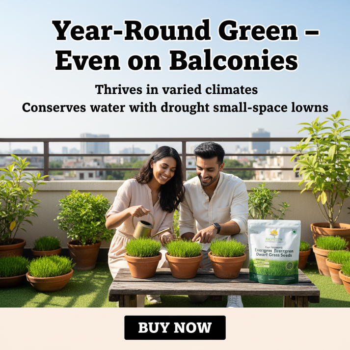 ALL SEASONS EVERGREEN GRASS SEEDS [BUY 1 GET 1 FREE]